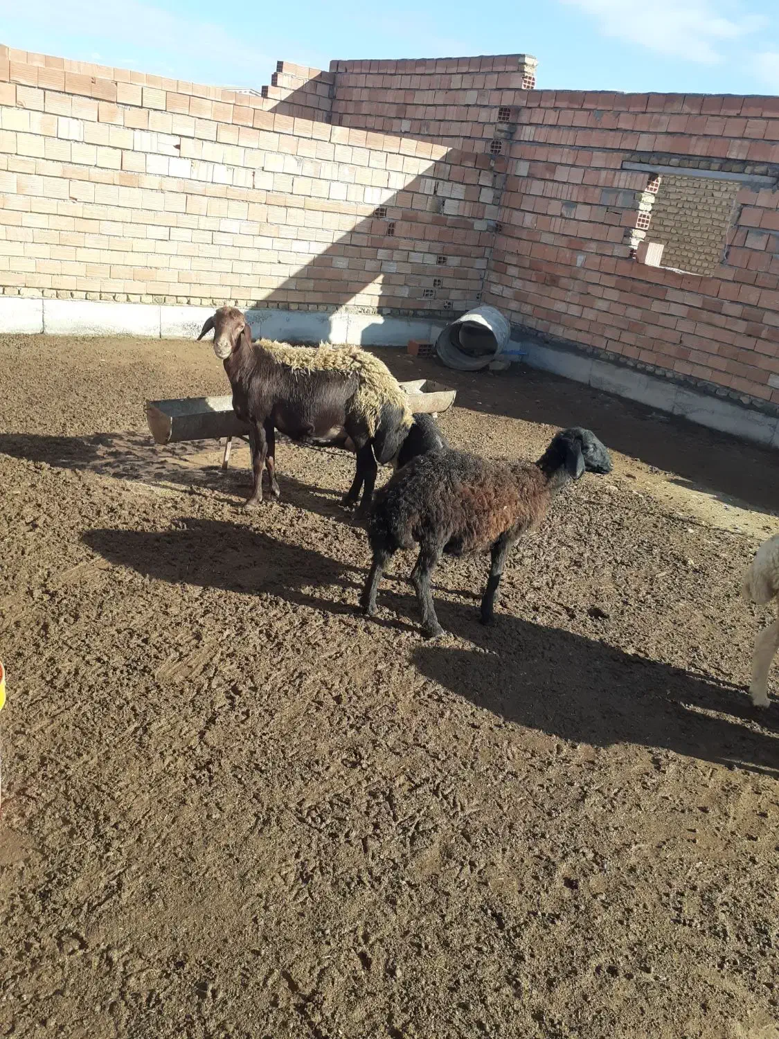 دو عدد گوسفند قره قزل|حیوانات مزرعه|سیمین شهر, |دیوار