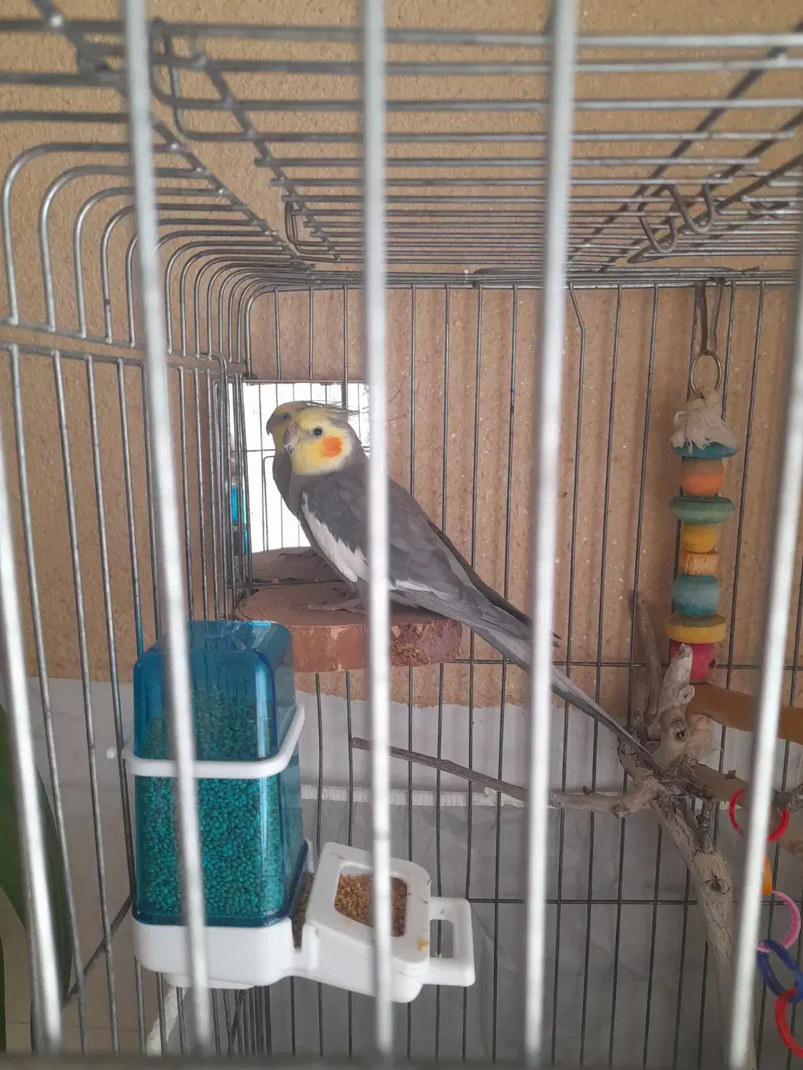 عروس هلندی و طوطی برزیلی با قفس|پرنده|یزد, |دیوار