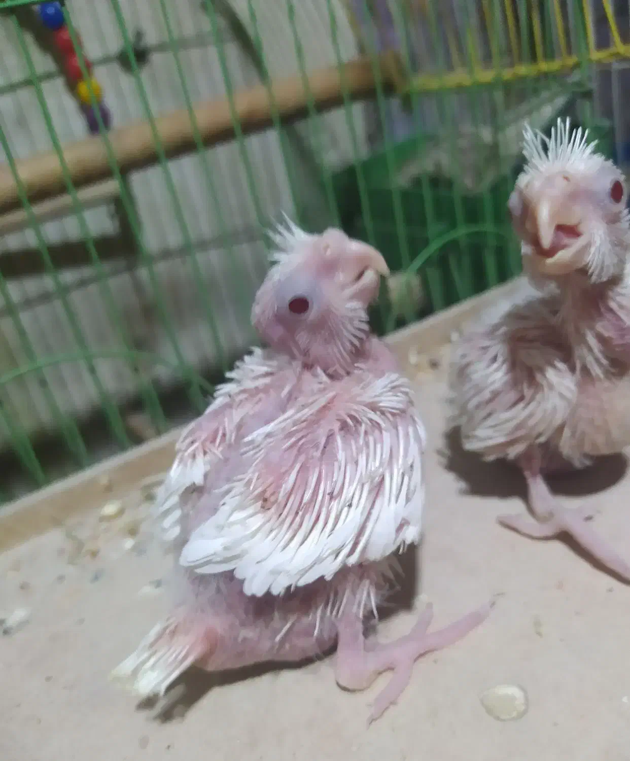 سربندر|پرنده|شادگان, |دیوار