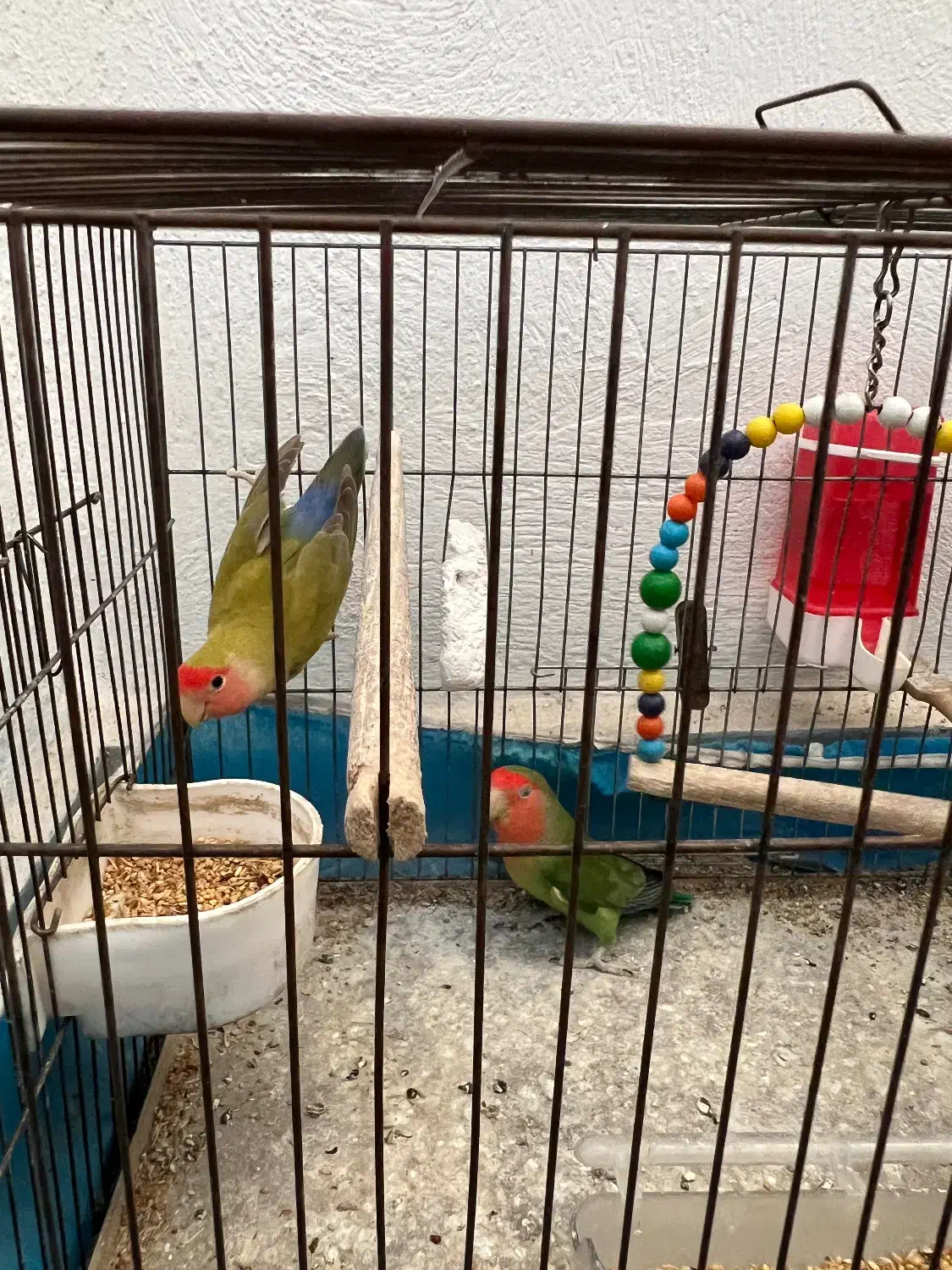 طوطی برزیلی|پرنده|رشت, دخانیات|دیوار