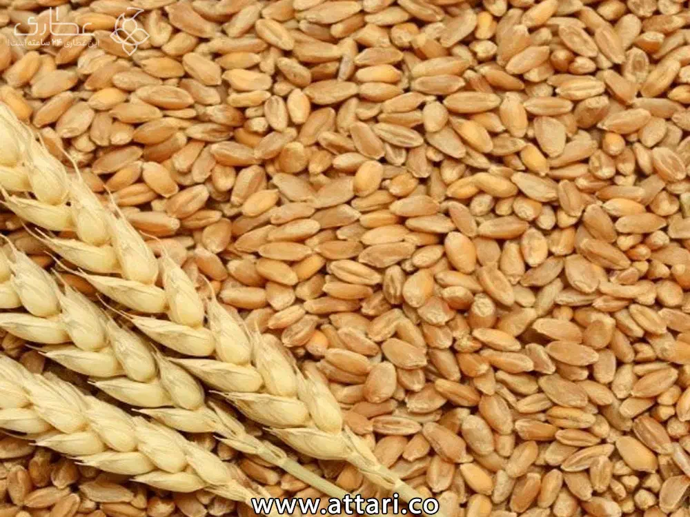 گندم|خوردنی و آشامیدنی|طاغنکوه, |دیوار