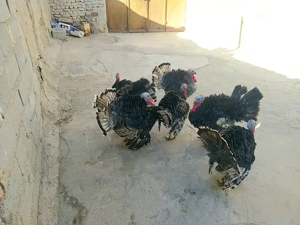 بوقلمون|حیوانات مزرعه|زهک, |دیوار