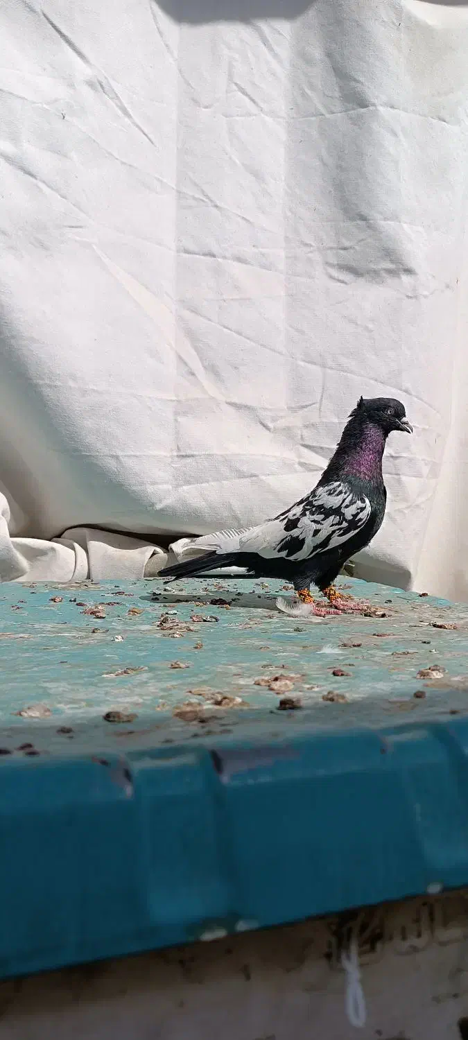 کفتر سینه سیاه|پرنده|داراب, |دیوار