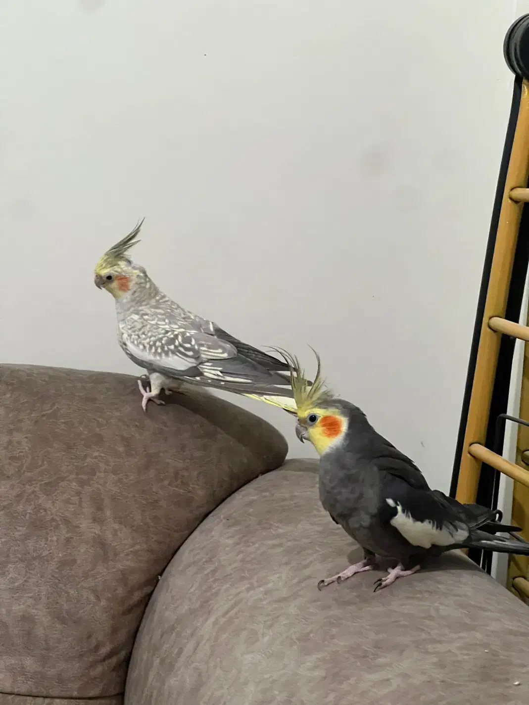 عروس هلندی|پرنده|آفتاب, |دیوار