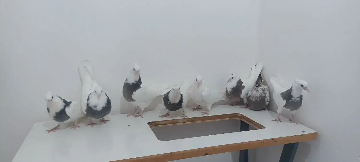 8عدد کبوتر جوجه|پرنده|کبودرآهنگ, |دیوار