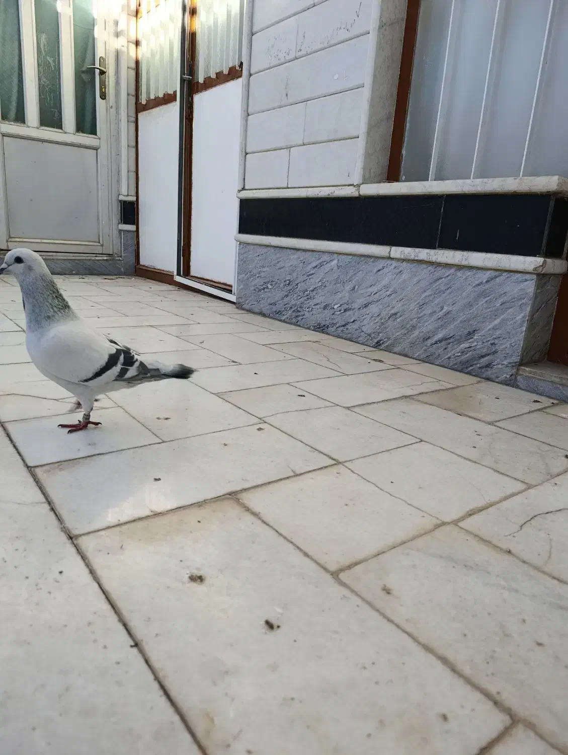 مجسمه کبوتر شامی|مجسمه، تندیس، ماکت|بیرجند, |دیوار