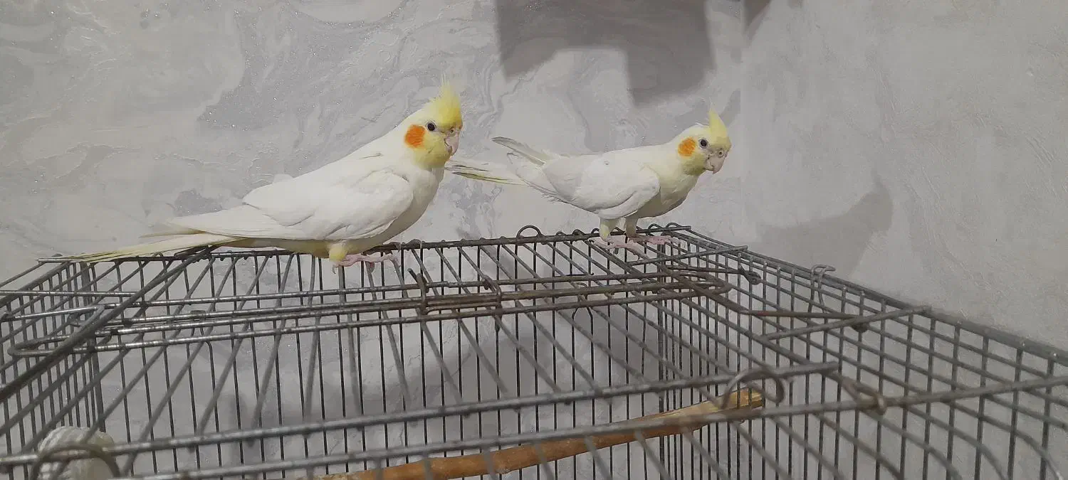 عروس هلندی ماده|پرنده|رباط‌کریم, شترخوار|دیوار