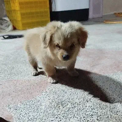 واگذاری پامر اشپیز سایز۲|سگ|بم, |دیوار