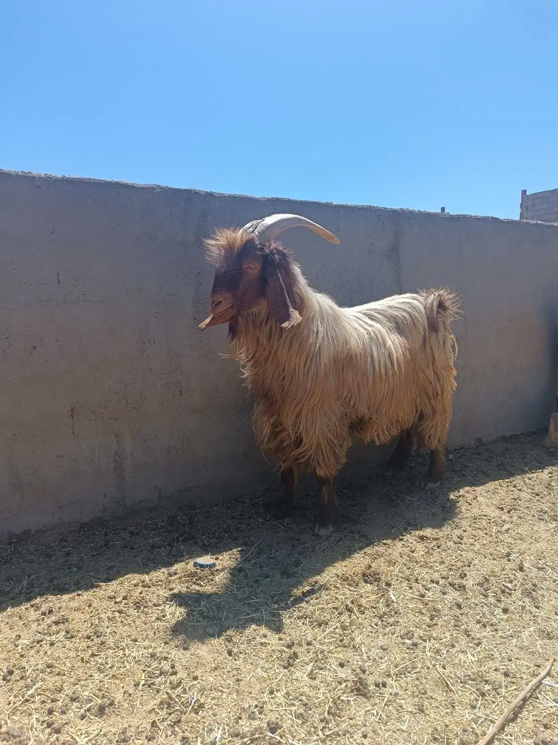 پازن|حیوانات مزرعه|آباده, |دیوار