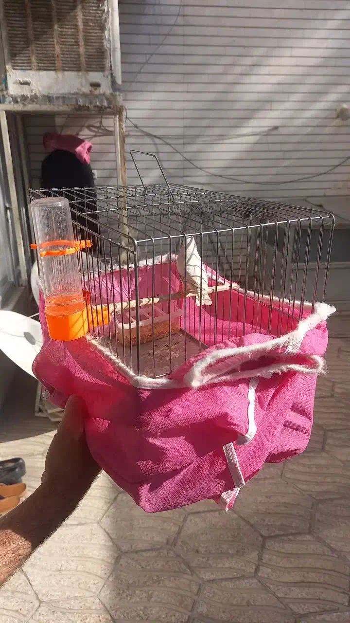 یک عدد فنچ دم سیاه|پرنده|اصفهان, مسجد مصلی|دیوار