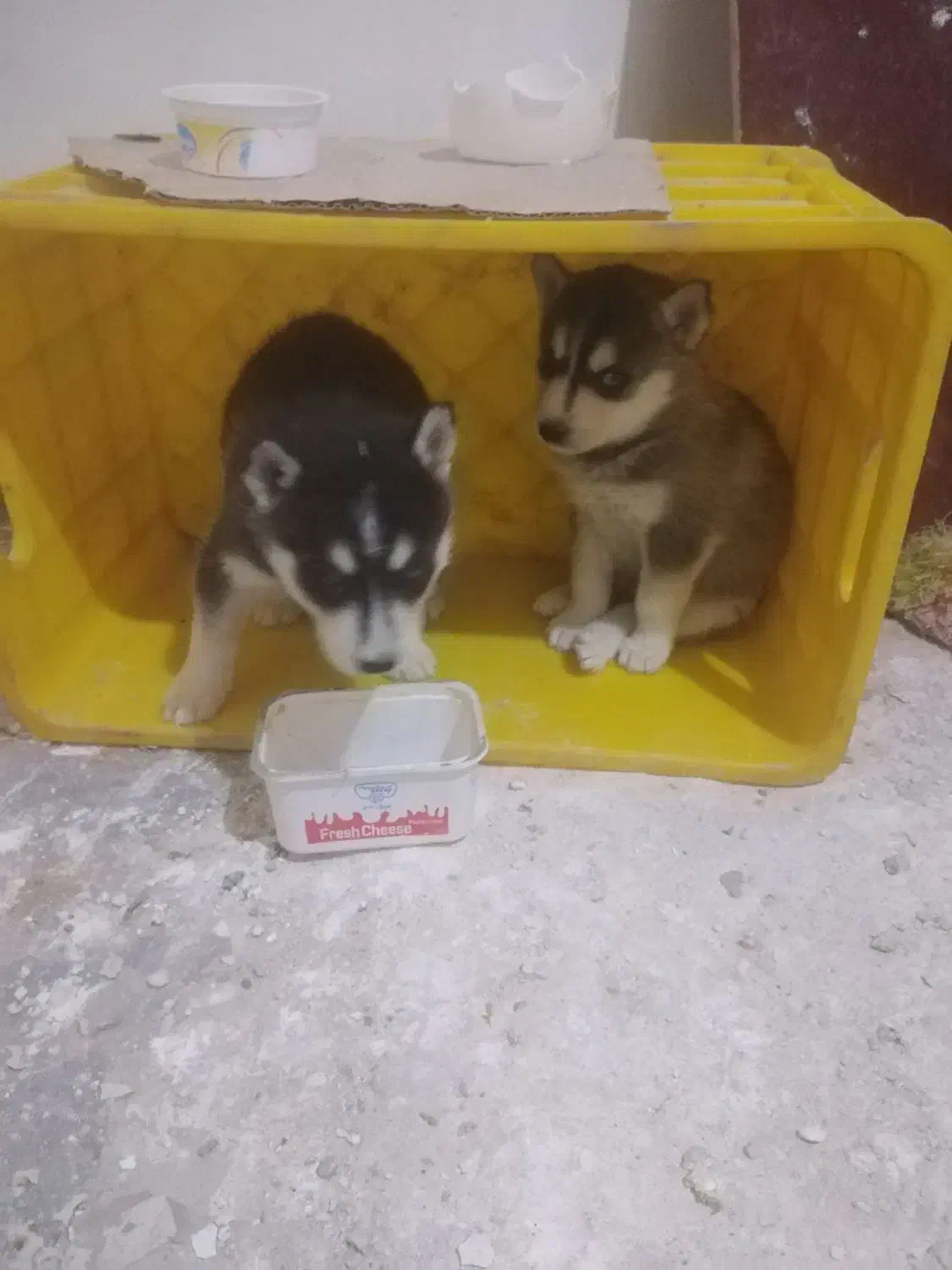 سگ هاسکی|سگ|تبریز, |دیوار