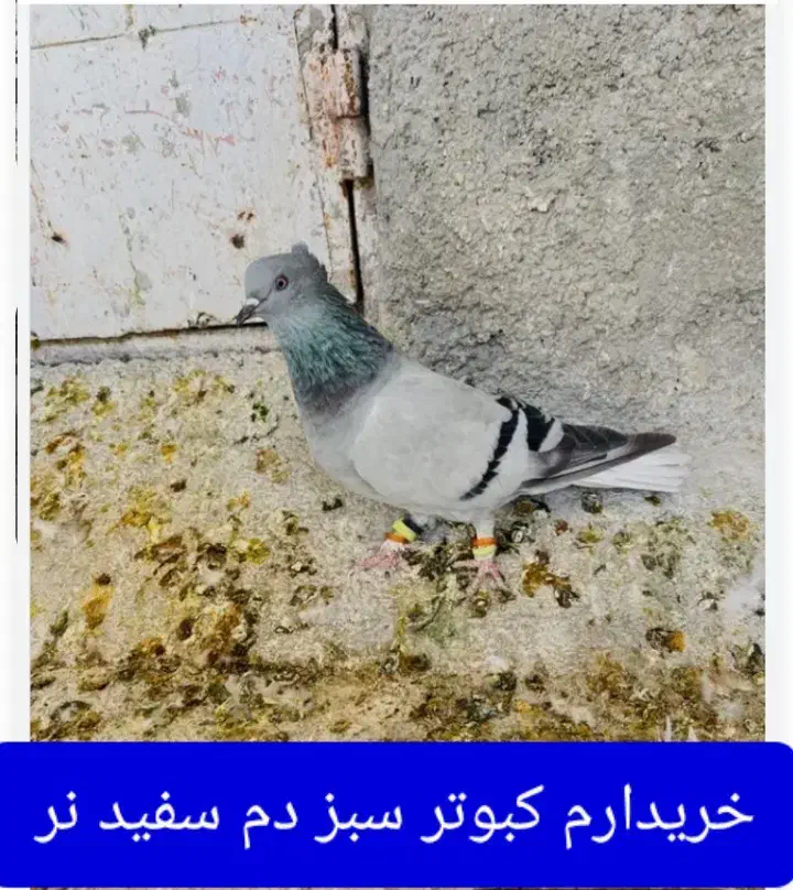 کفتر سبز دم سفید نر|پرنده|فسا, |دیوار