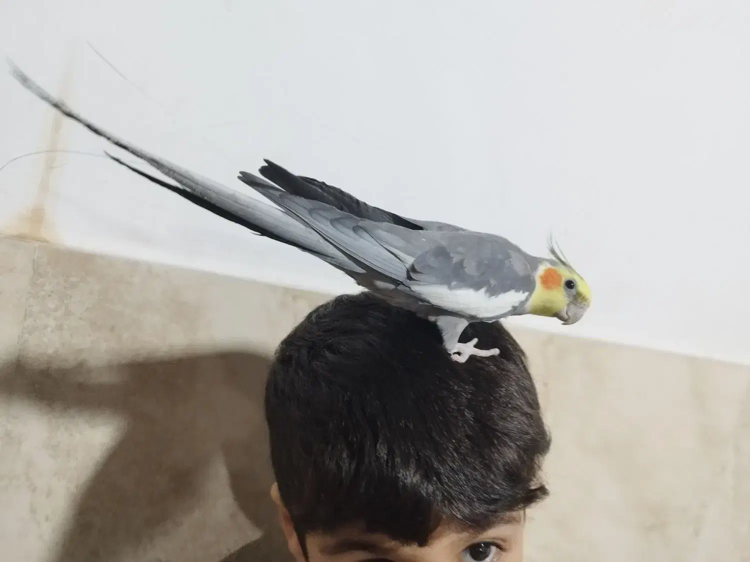 یه جفت طوطی عروس نر سخنگو رام|پرنده|بابل, |دیوار