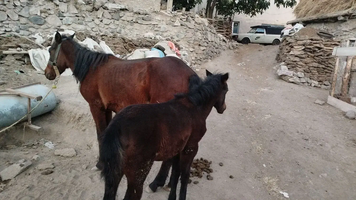 اسب ۳ ساله همراه با کره|اسب و تجهیزات اسبسواری|خلخال, |دیوار