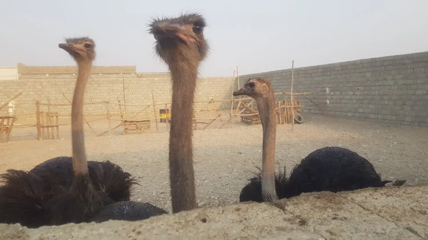 شترمرغ مولد تخم گذار ۴ساله|حیوانات مزرعه|بندرعباس, |دیوار