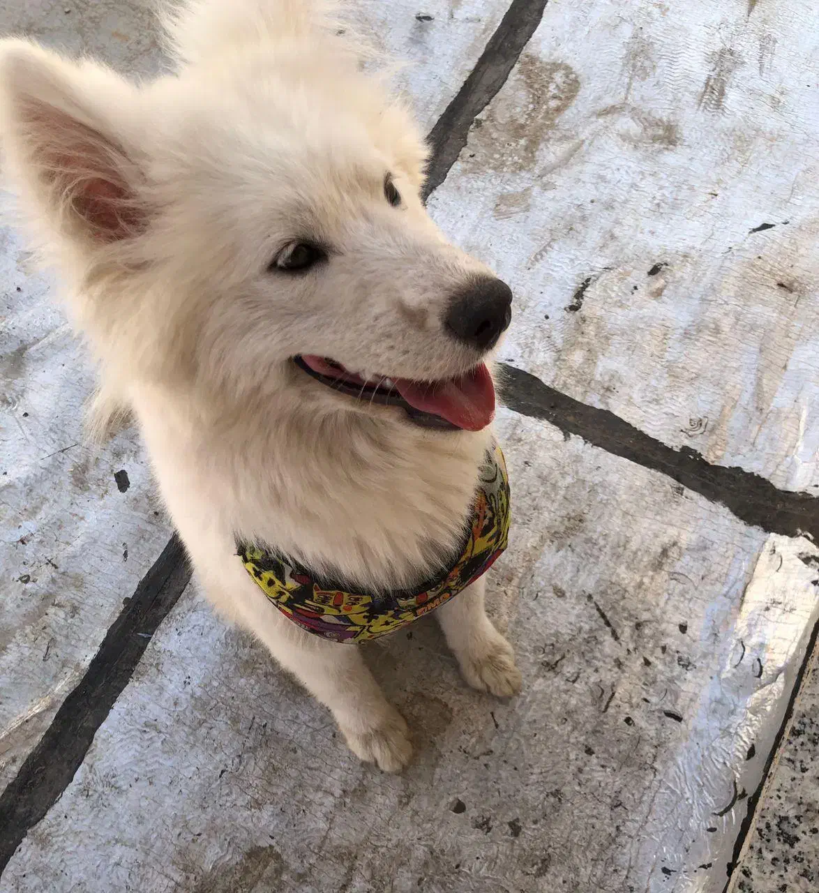 واگذاری سگ سامویید|سگ|کازرون, |دیوار