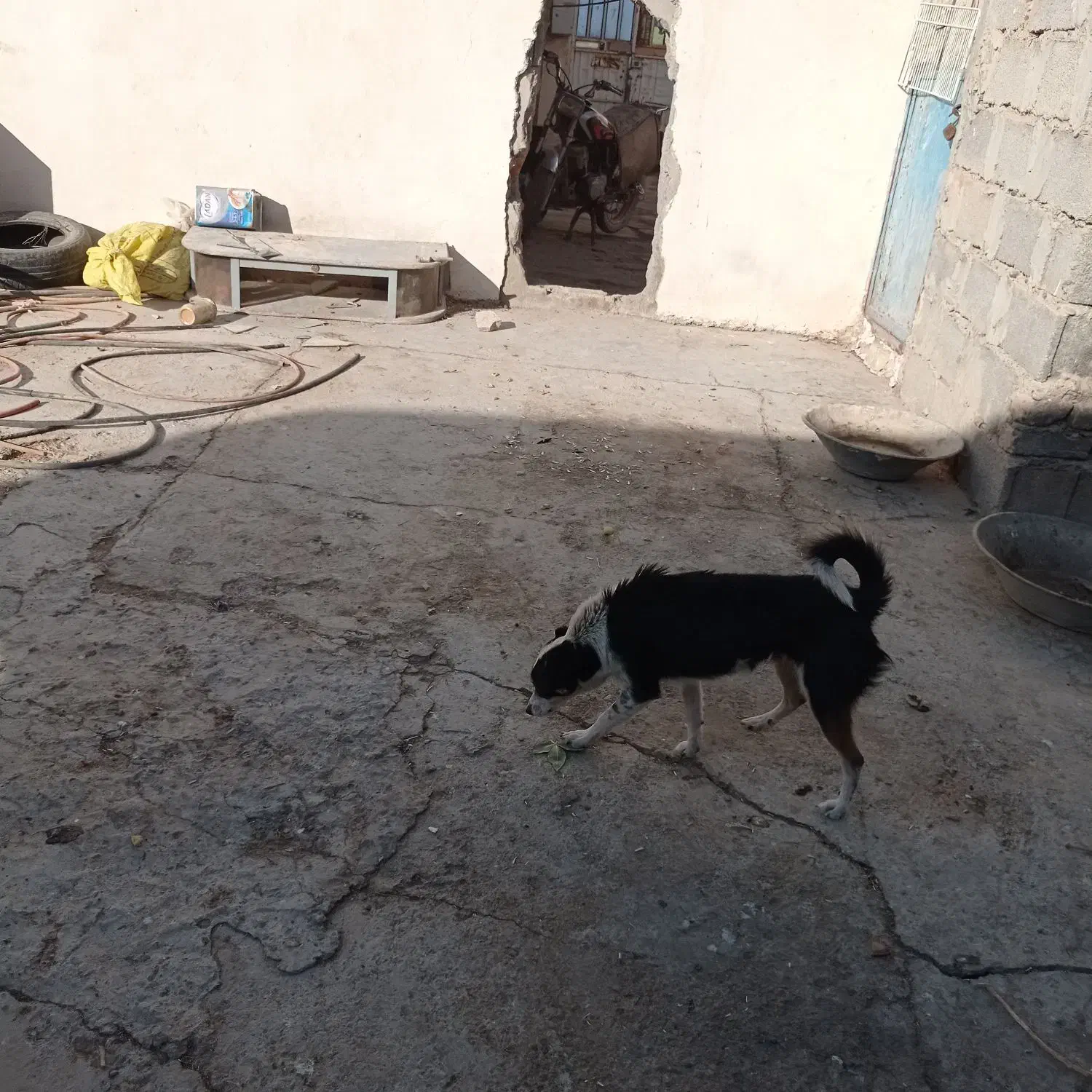 سگ پاکوتاه تربیت شده|سگ|فامنین, |دیوار