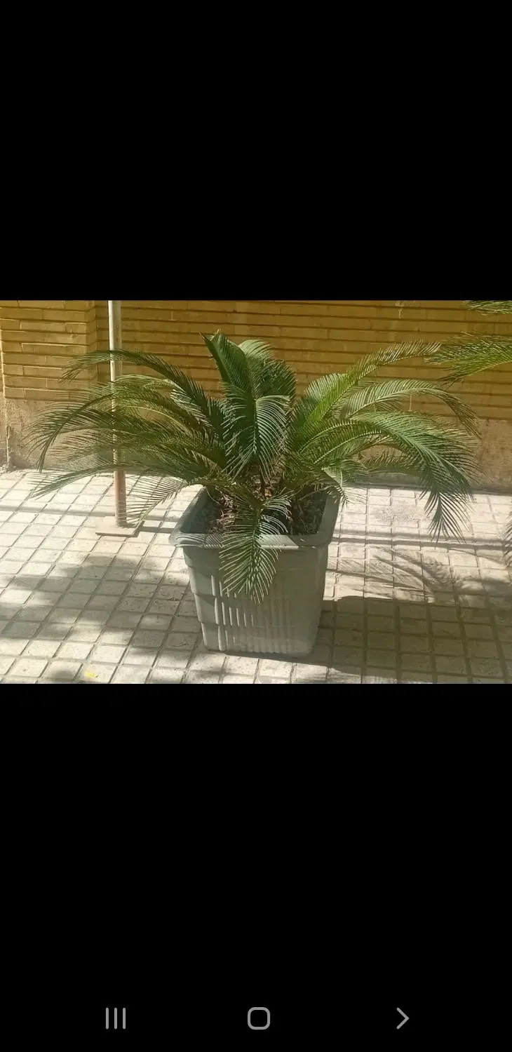 سیکاس|گل و گیاه طبیعی|تهران, شهرک بعثت|دیوار
