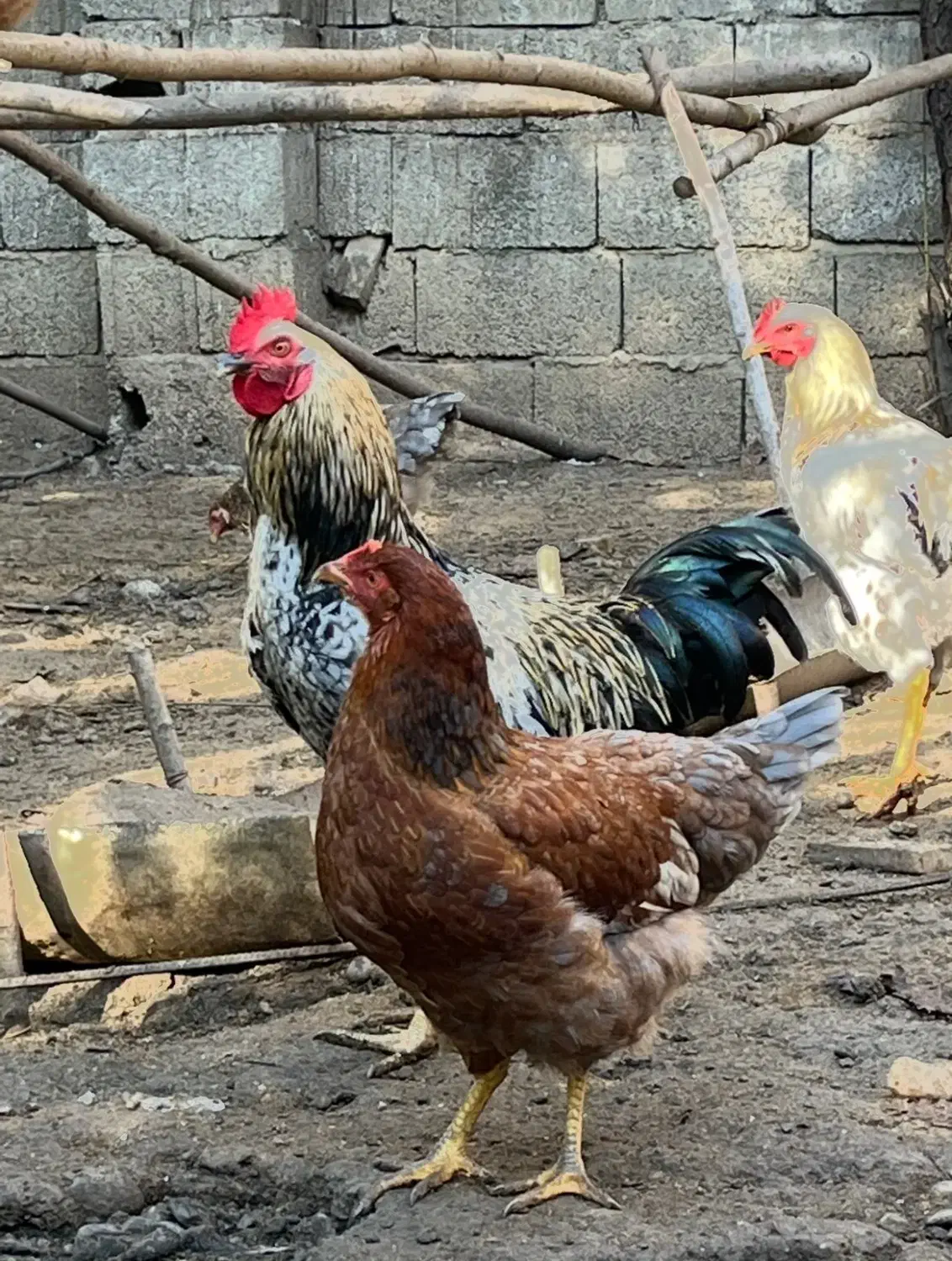 مرغ و خروس محلی|حیوانات مزرعه|کلاردشت, |دیوار