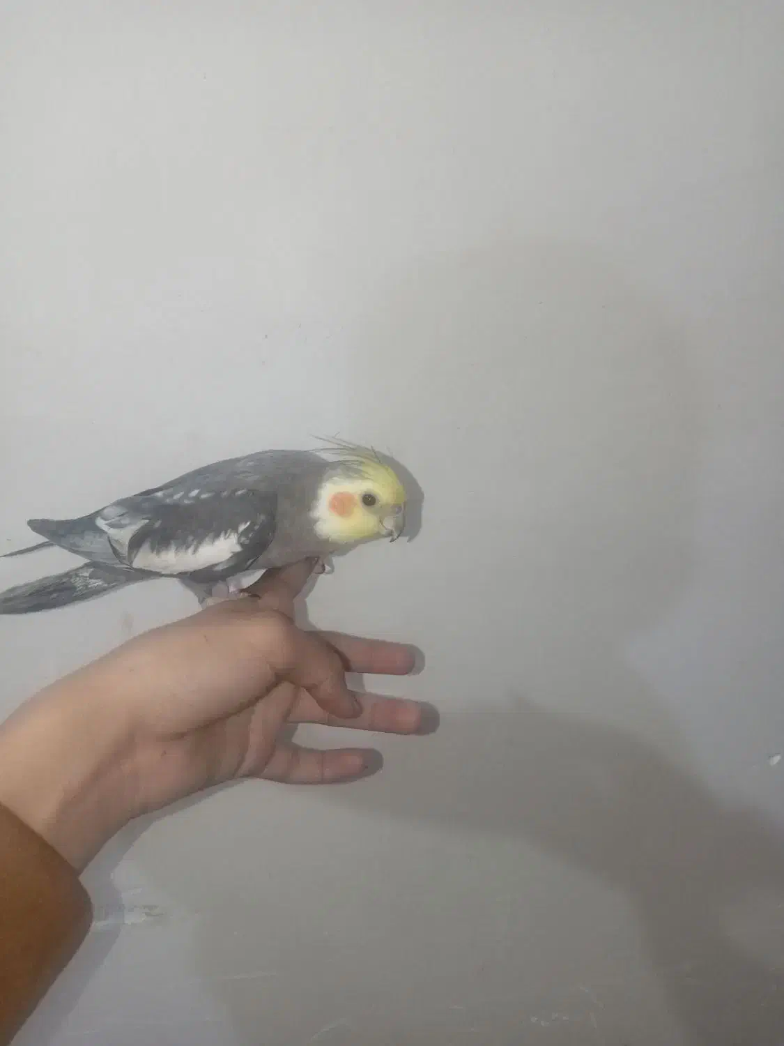 گمشده|حیوانات|سبزوار, گلشن|دیوار