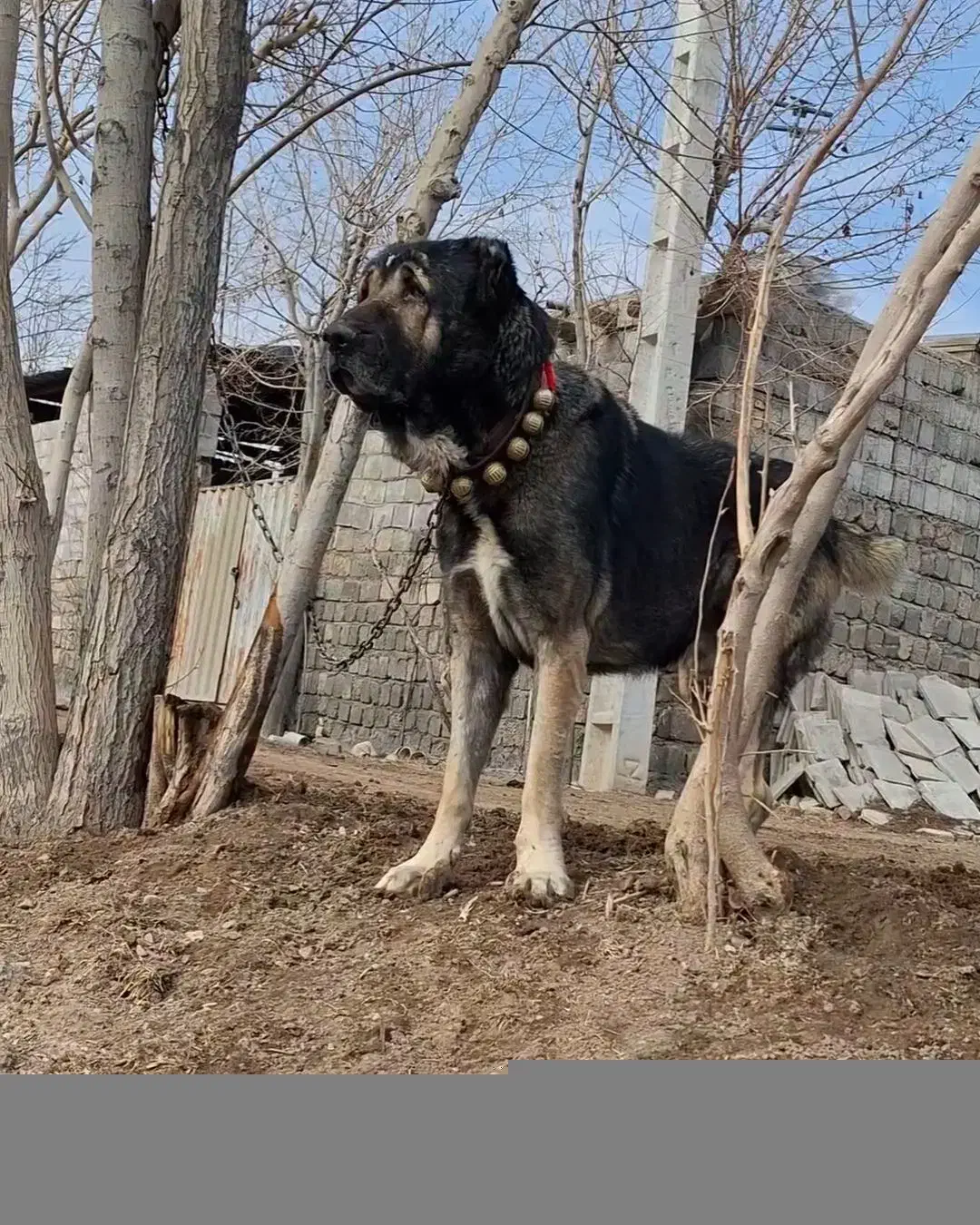 سگ افغان|سگ|فولادشهر, نوگوران|دیوار