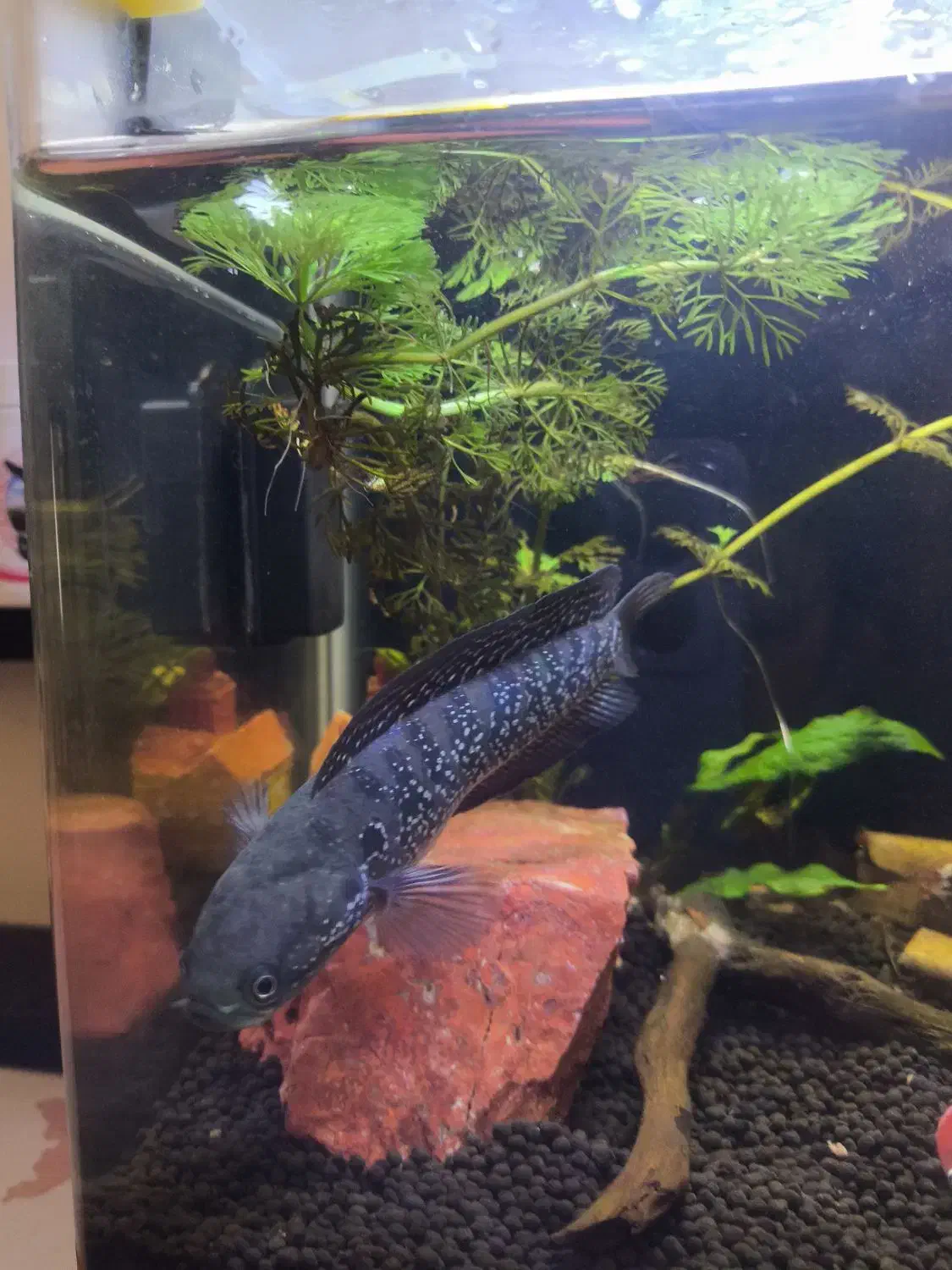 چانا آسیاتک|ماهی|قم, شهرک امام حسن|دیوار