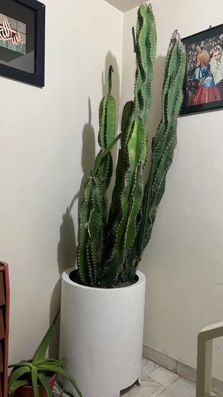کاکتوس ( گیاه آپارتمانی )|گل و گیاه طبیعی|تهران, شهرک مخابرات|دیوار