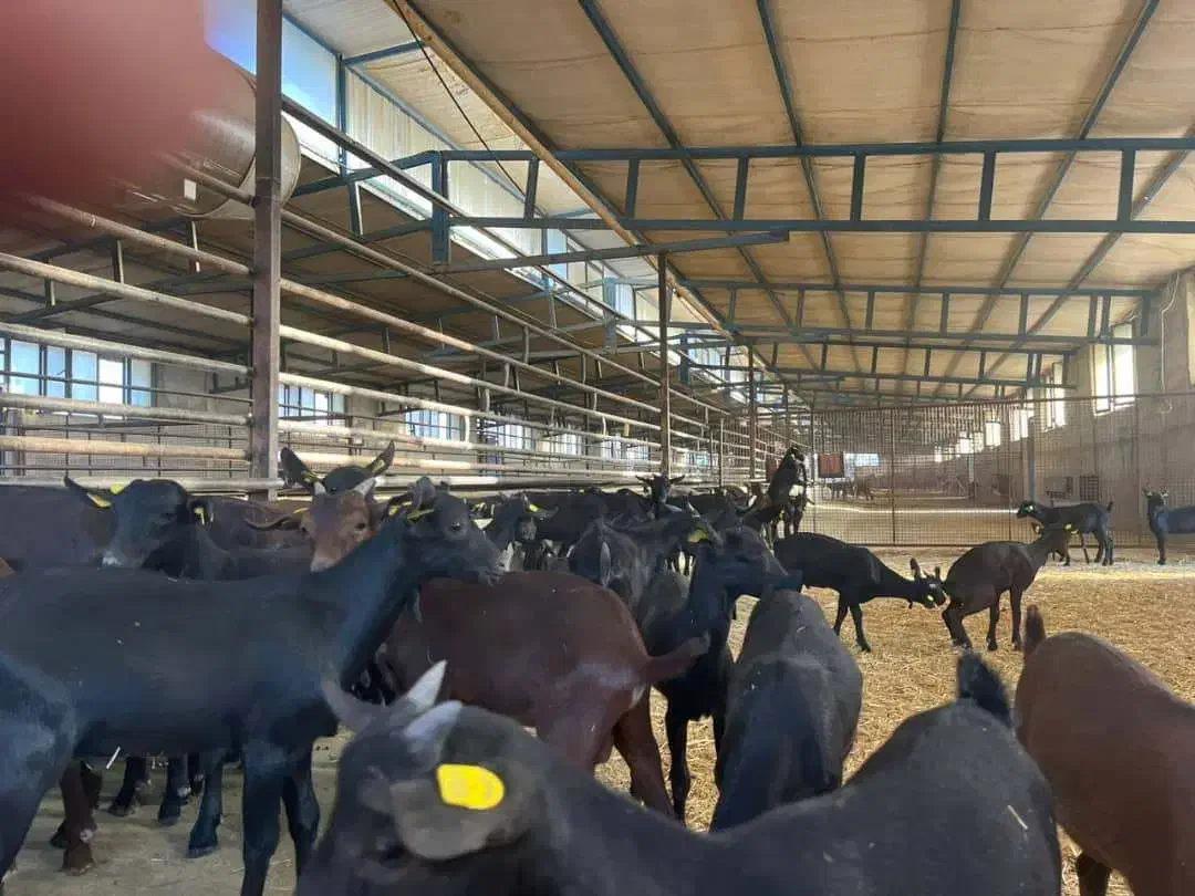 دان پارس|لوازم جانبی حیوانات|سیجوال, |دیوار