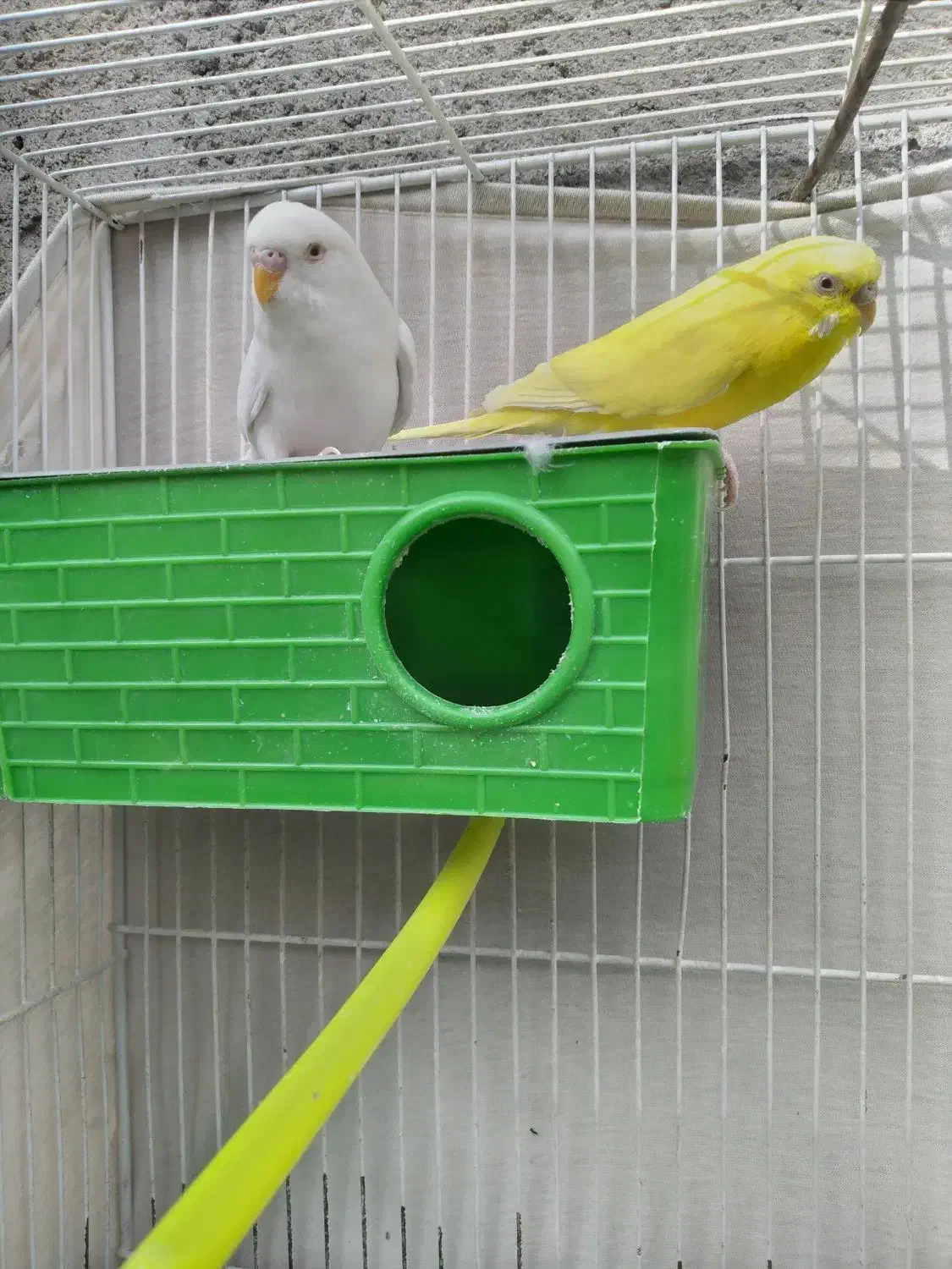 جفت مرغ عشق رنگ خاص و یک جفت فنج زیرا سفید|پرنده|مشهد, نیزه|دیوار