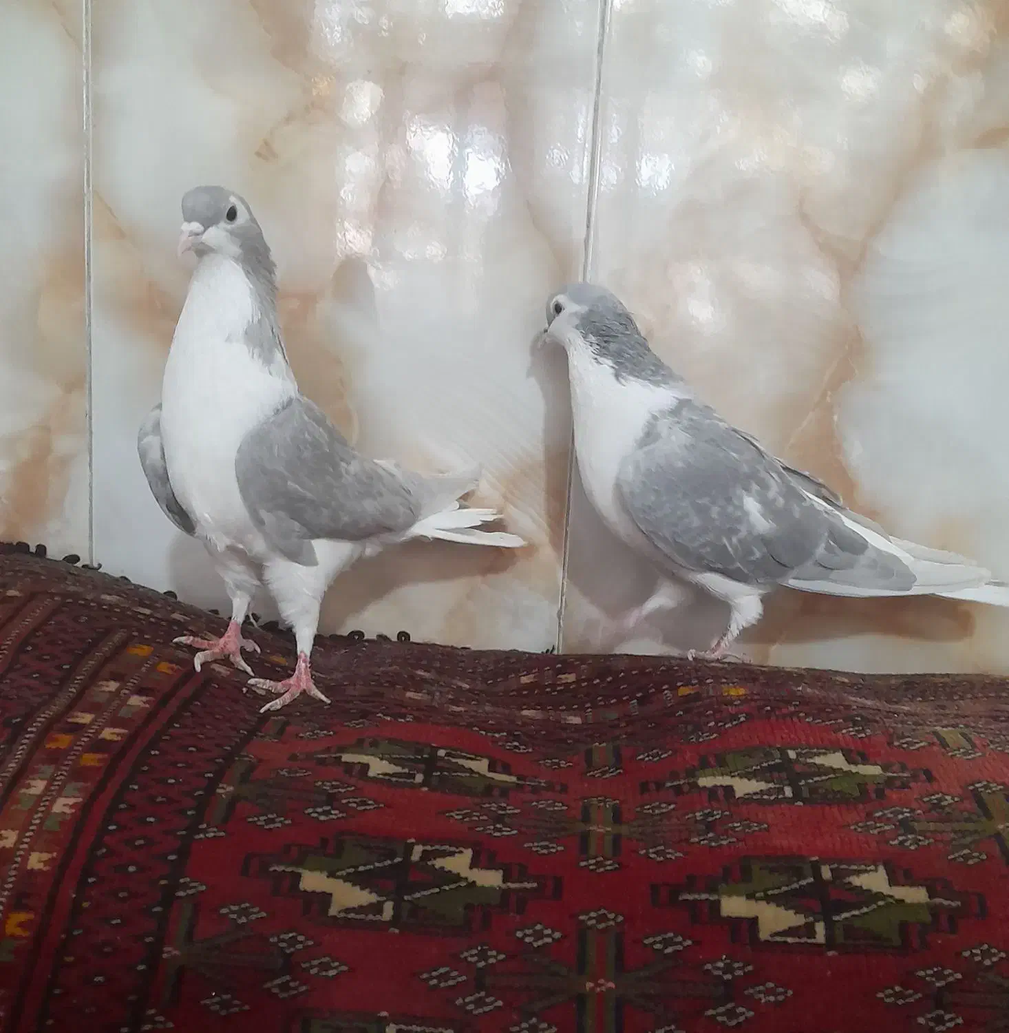 ساده خوشگل|پرنده|نیشابور, مازول|دیوار