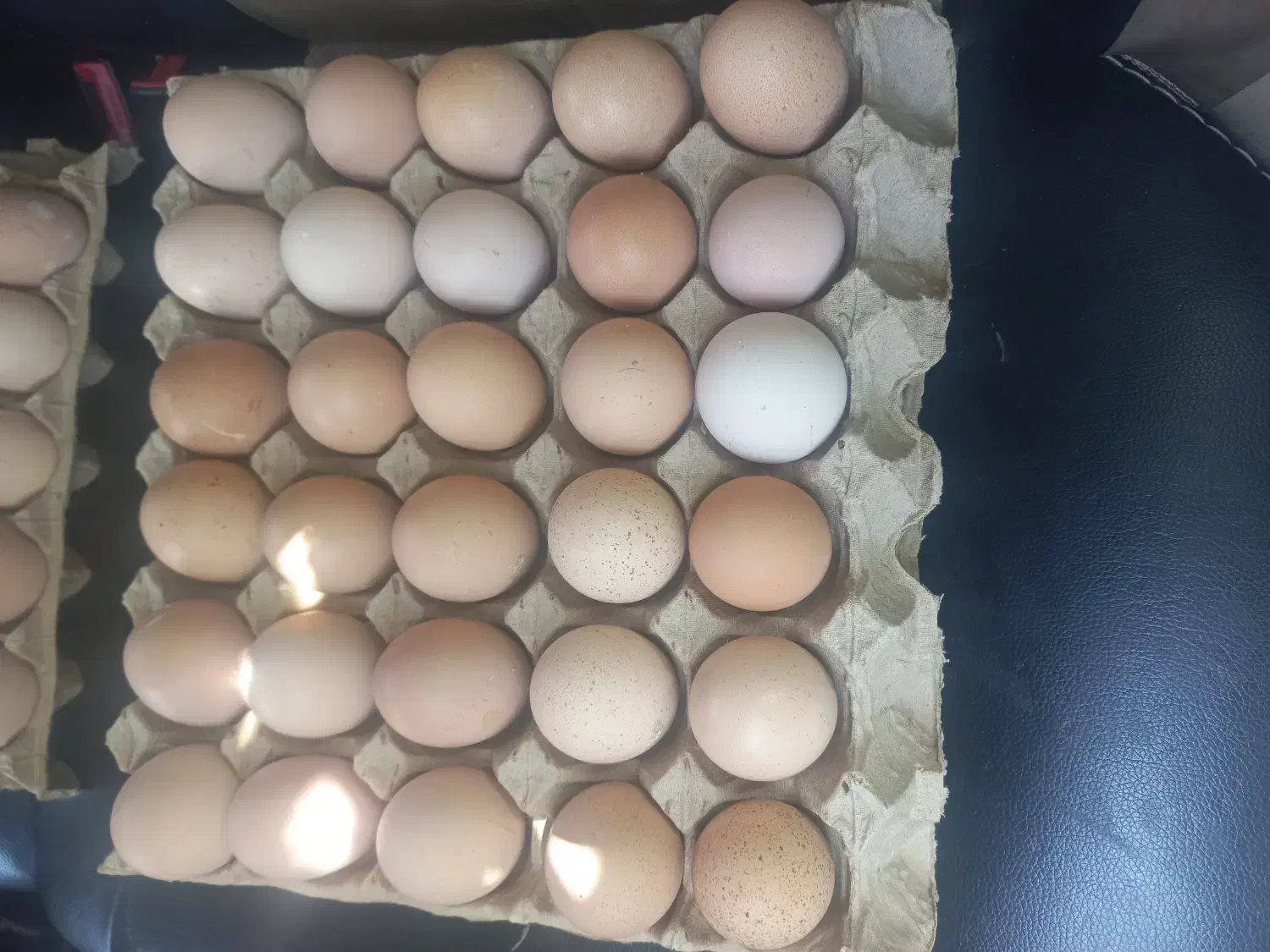 تخم مرغ محلی|خوردنی و آشامیدنی|قم, سعادتی|دیوار