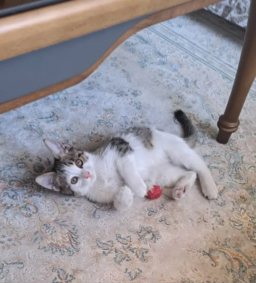 بچه گربه|گربه|تهران, جنتآباد مرکزی|دیوار