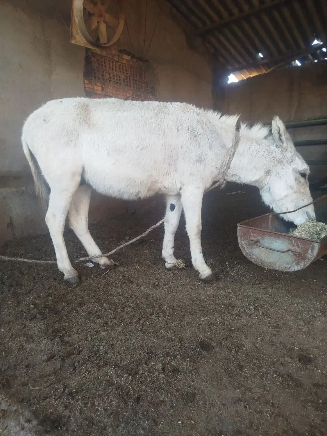 خر گوسفند بسیار آرام|حیوانات مزرعه|آق قلا, |دیوار