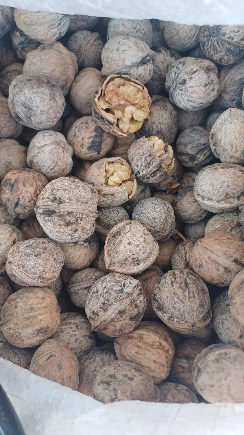 گردو ۴۰۴|خوردنی و آشامیدنی|رزن, |دیوار