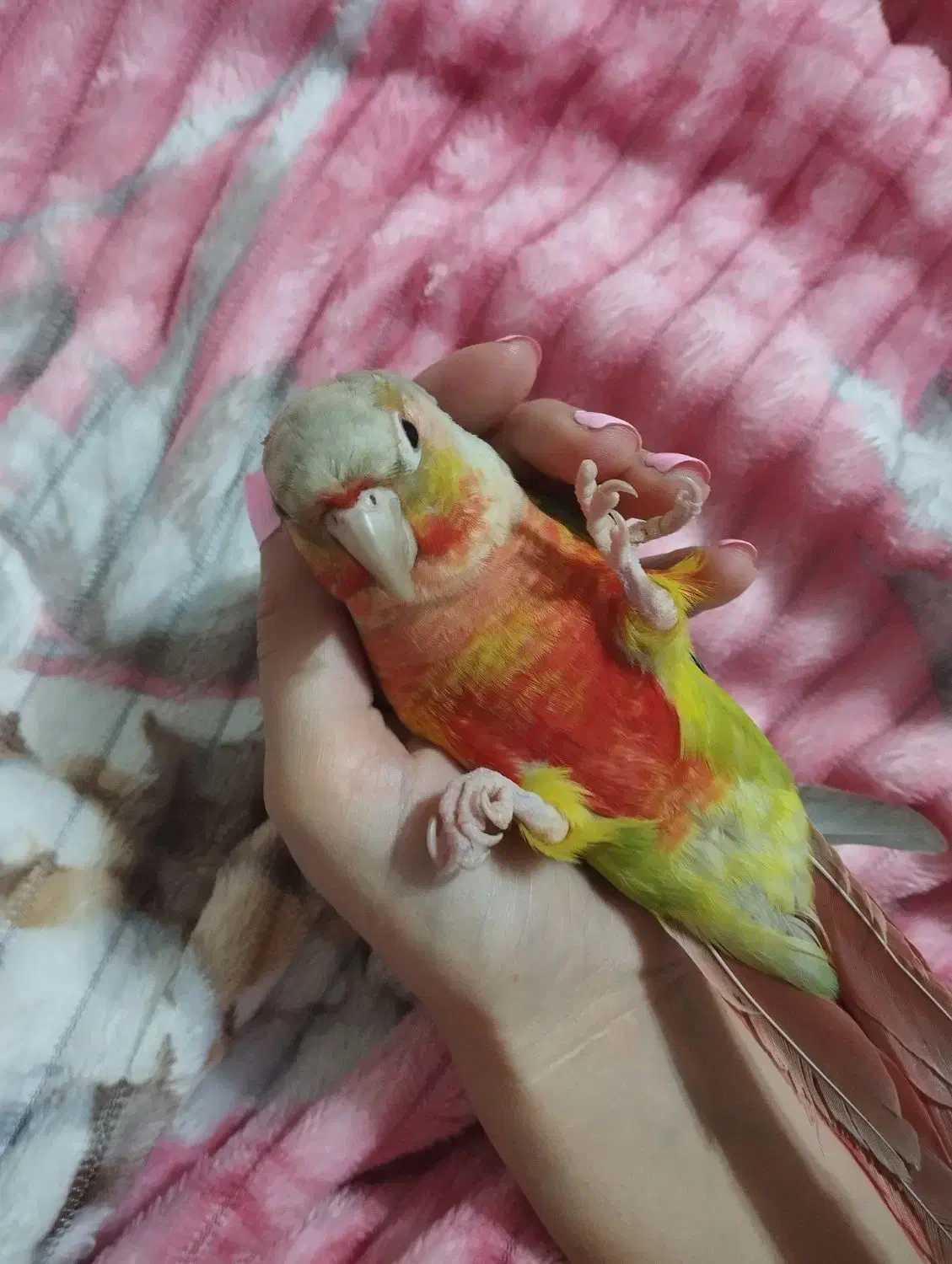 دو عدد گرینچیک|پرنده|قیدار, |دیوار