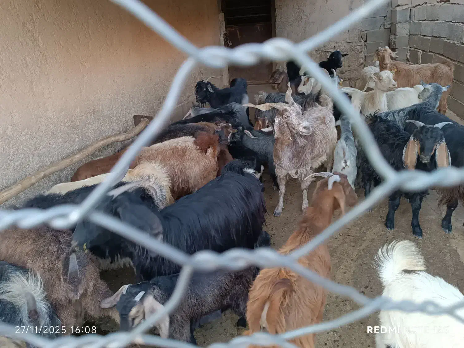 20عدد بز داشتی و زایرن برا فروش مکان چاروسا|حیوانات مزرعه|چاروسا, |دیوار