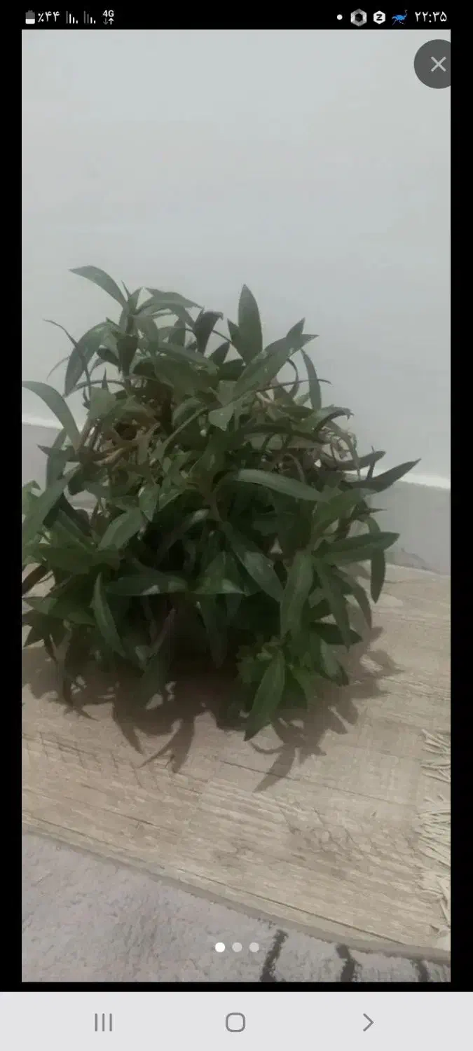 گل طبیعی|گل و گیاه طبیعی|شیروان (خراسان), |دیوار