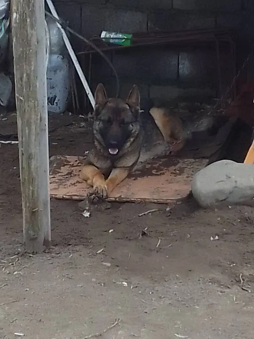 فروش سگ ژرمن شپرد|سگ|رودسر, |دیوار