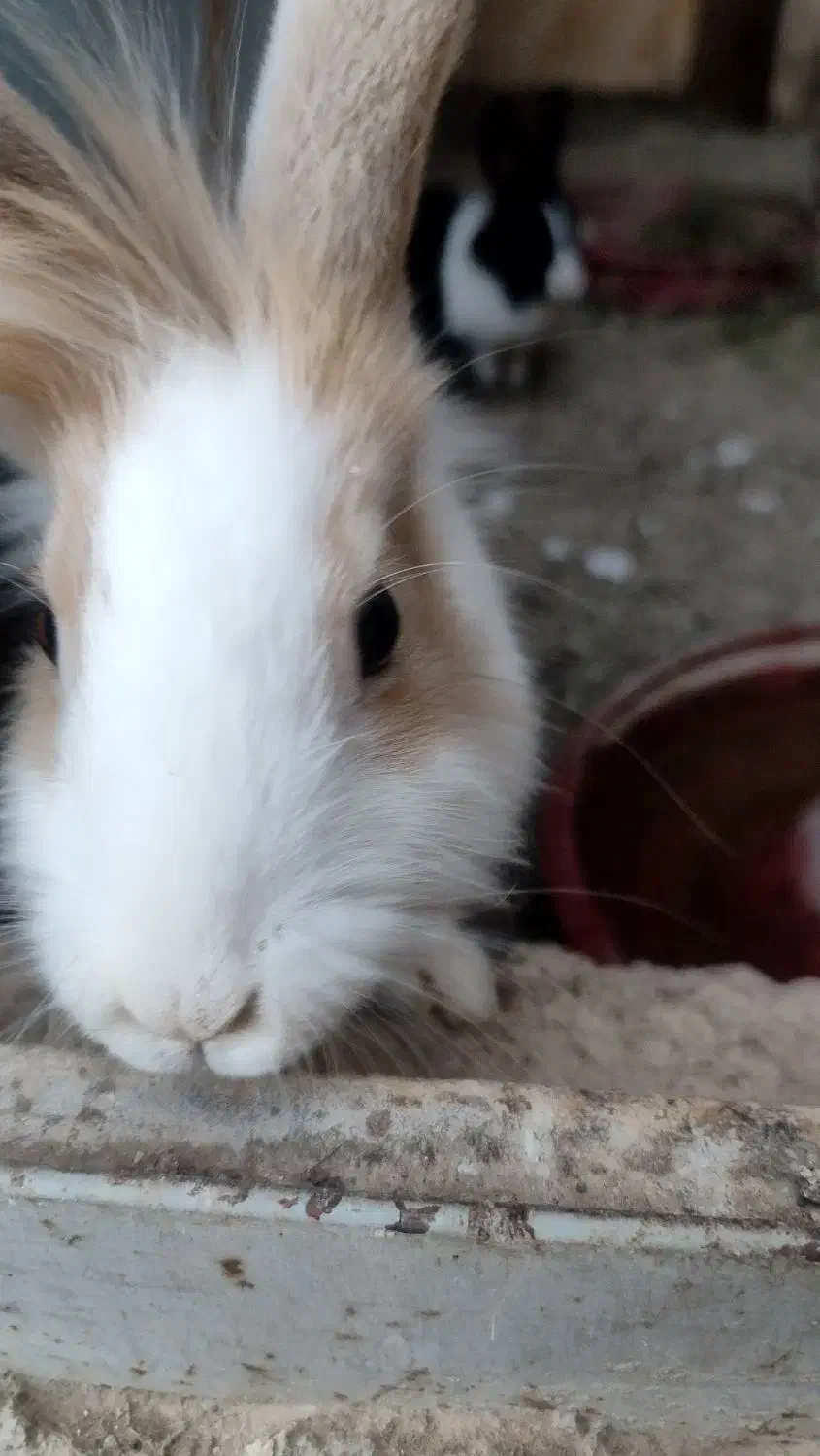 خرگوش|موش و خرگوش|کاشان, باهنر|دیوار