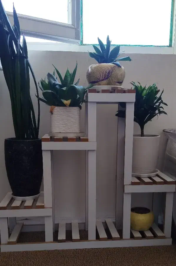 استند گل و گلدان|گل و گیاه طبیعی|ایلام, |دیوار