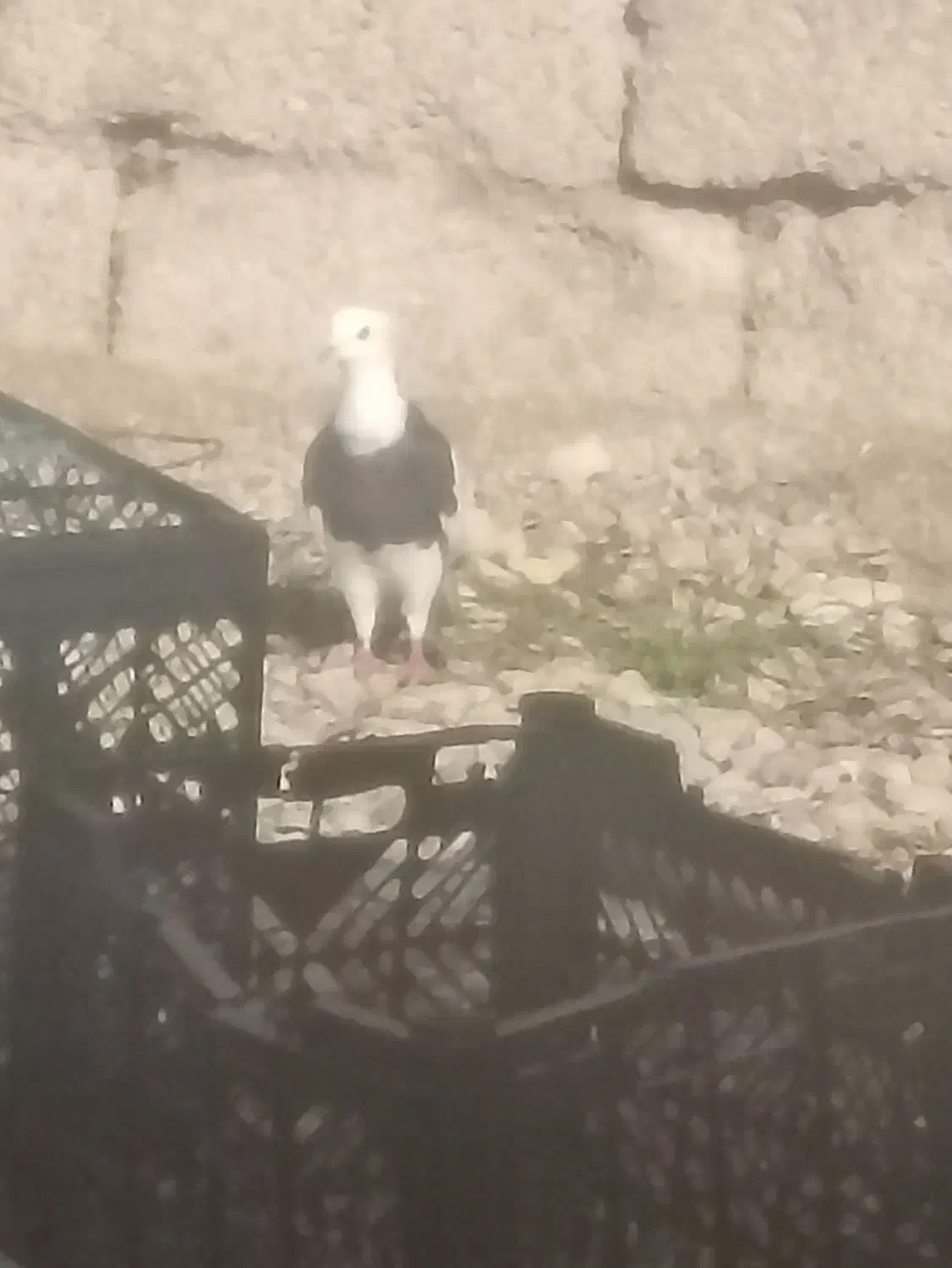 300|پرنده|خفر, |دیوار