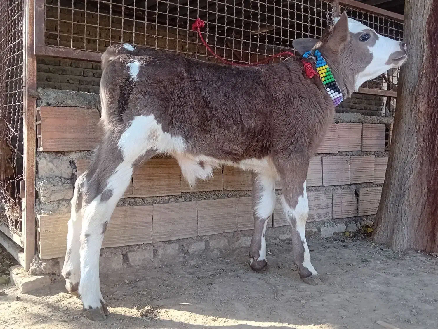 1 راس گوساله سیمینتال نر کلفت کشیده جنس|حیوانات مزرعه|گنبد کاووس, |دیوار