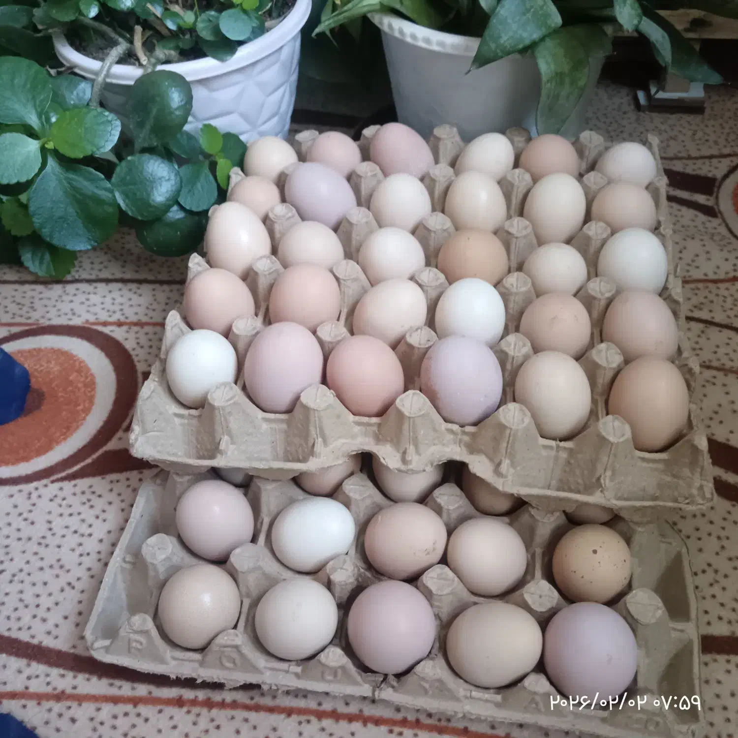 تخم مرغ محلی|خوردنی و آشامیدنی|سرولایت, |دیوار