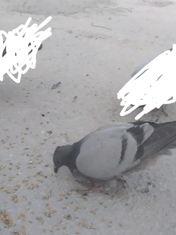 جوجه|پرنده|بازفت, |دیوار