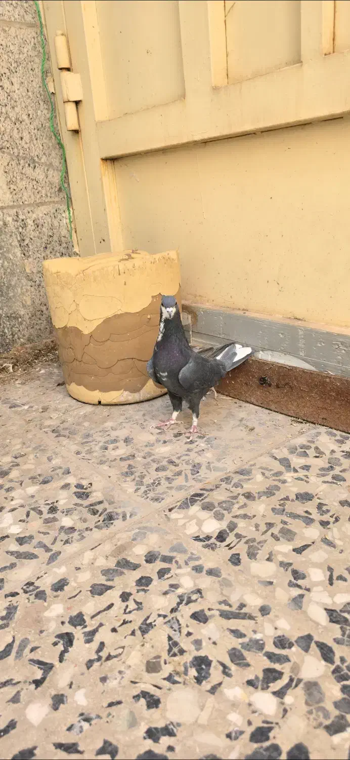 کبوتر معاوضه باپرنده زینتی|پرنده|اصفهان, باغ فدک|دیوار