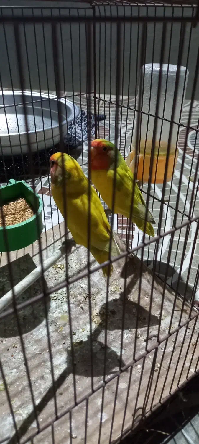 عروس هلندی وطوطی برزیلی|پرنده|زرقان, |دیوار