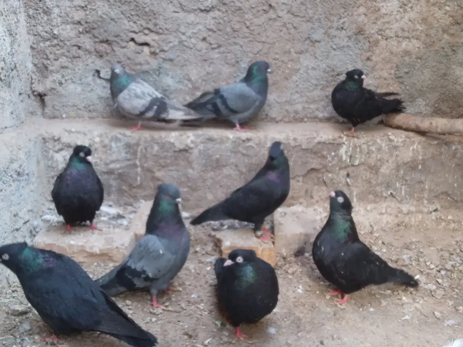 کفتر زاغ ابادانی|پرنده|بافق, |دیوار