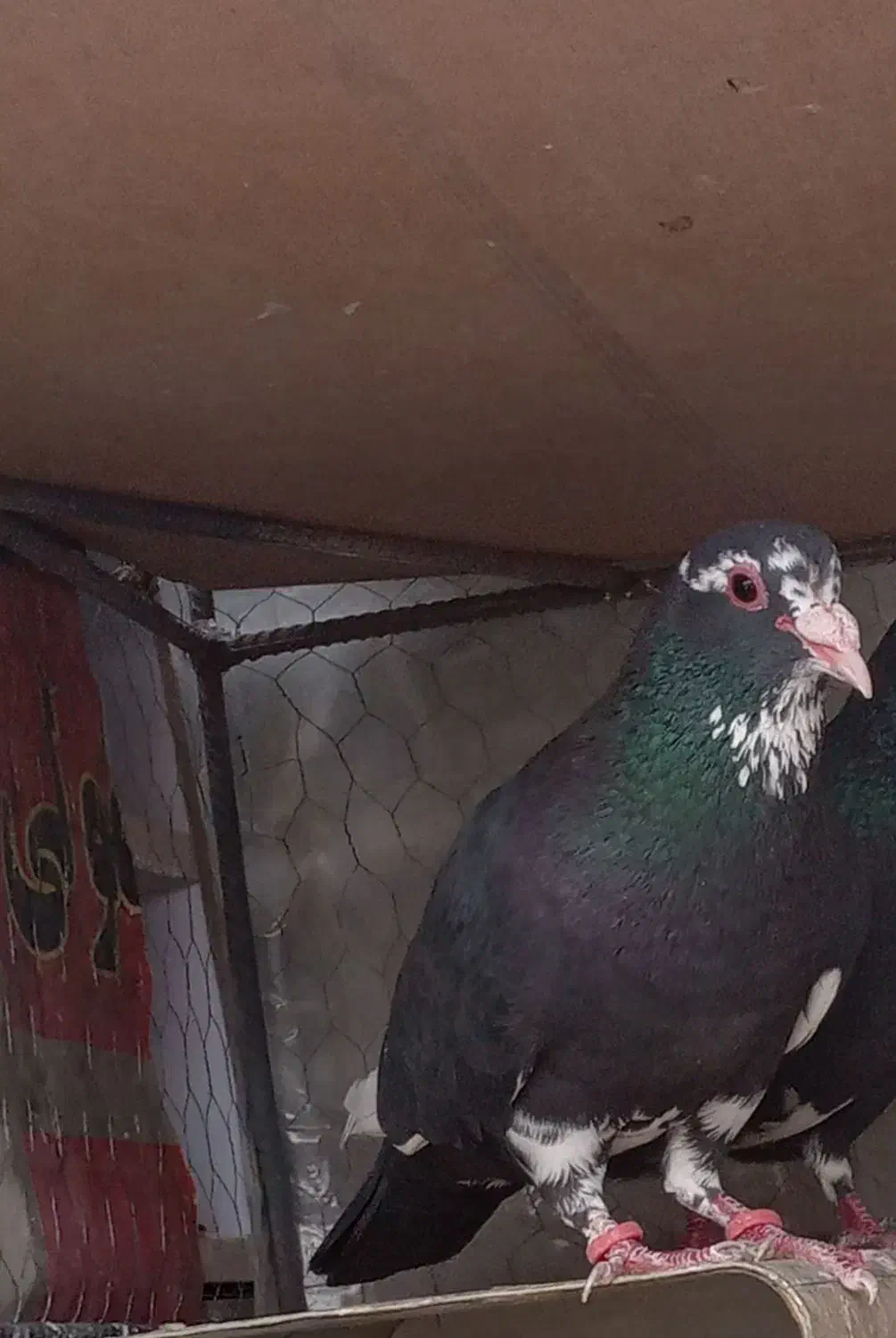 نر سیاه پلنگ|پرنده|کرمان, |دیوار