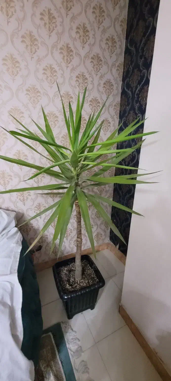 گیاه یوکا|گل و گیاه طبیعی|کرج, کمال‌شهر|دیوار