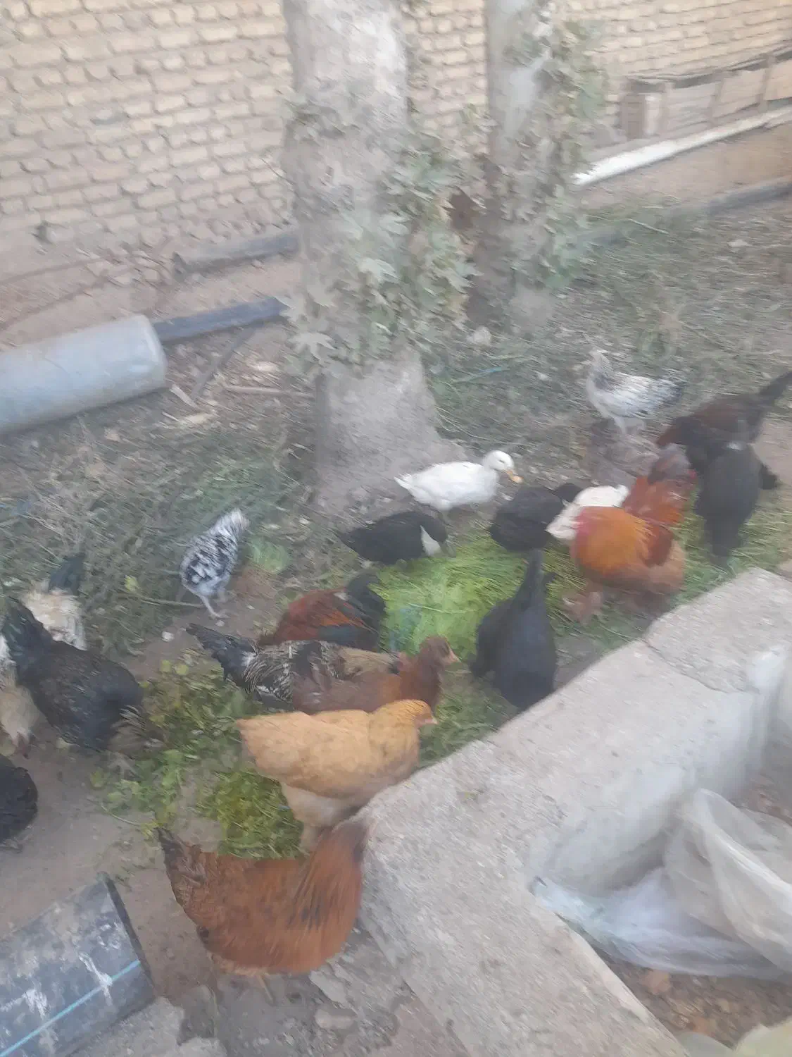 مرغ خروس|حیوانات مزرعه|هشتگرد, شهرک افشاریه|دیوار